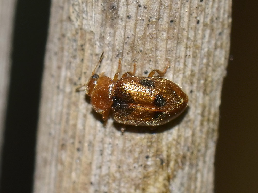Coccidula scutellata, Coccinellidae, Rhizobiinae